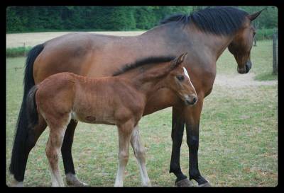 Male selle francais - foal - candy de nantuel x quidam 