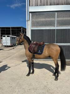 Poney 4 ans oc