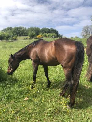 Jument quarter horse