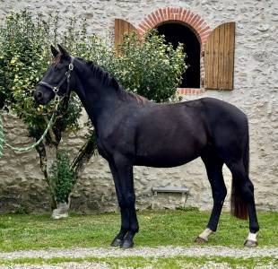 Caballo castrado KWPN Caballo de Deporte Neerlandés En venta 2021 Negro