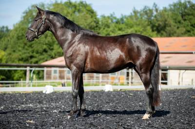 Hongre kwpn de 4ans par glamourdale x san remo