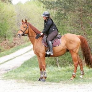 Caballo castrado Pura Sangre En venta 2016 Alazán tostado