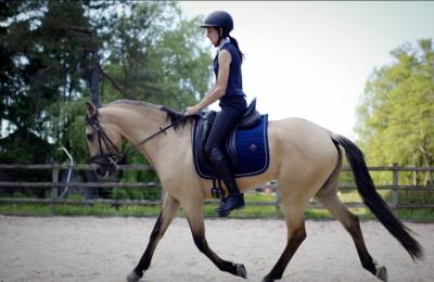 Pur sang lusitanien isabelle