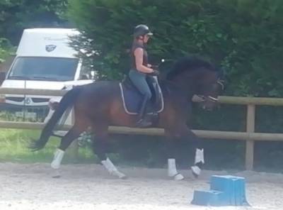 Hongre 6ans(dressage) furst toto