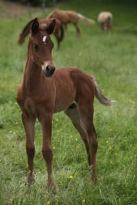 Poulain bai silver arabe barbe x rocky mountain