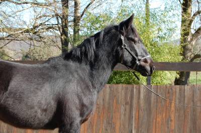 Mistral, un poulain tout en finesse