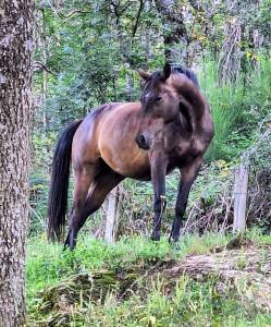 A vendre Birus de Belriver