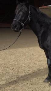 Caballo castrado Mérens En venta 2022 Negro por GUAPO DU SOULEILLA
