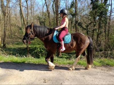 Jeune cheval