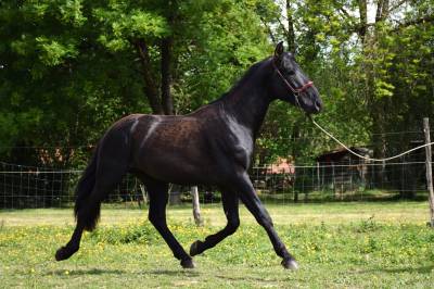 Caballo entero PRE Pura Raza Española En venta 2022 Negro por SENI URANIO