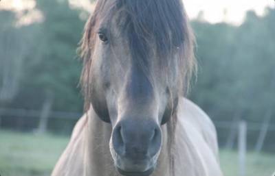 Vends etalon quarter horse 99% nfqha