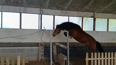 Hongre new forest 3 ans hors cote