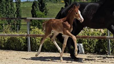Poulain de dressage gros potentiel