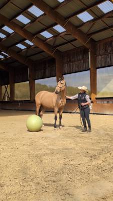 olivio angostura, superbe hongre pre isabelle de 4 ans