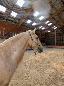 Ote olivares , pre à la robe palomino 3 ans