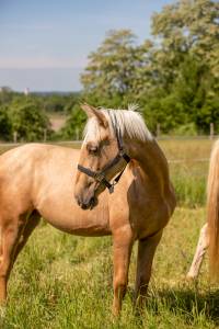 Pouliche pure race espagnole 