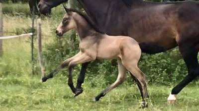 Entier aes 3 ans dressage