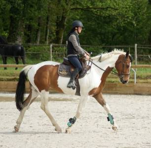 Hongre sf loisirs/compagnie