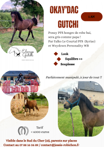 Poney pfs de 1 an