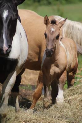 Pouliche paint horse 
