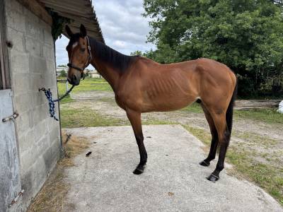 Urgent - Hongre PS 9 ans 