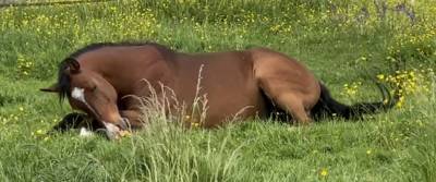 Caballo castrado Arabe En venta 2015 Bayo por MADJANI