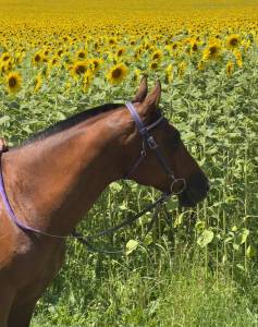 Caballo castrado arabe en venta 2015 bayo por madjani