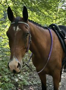 Gelding arabian for sale 2015 bay