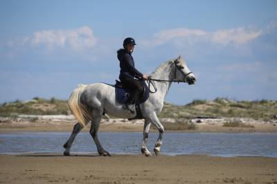 Top poney à vendre! 