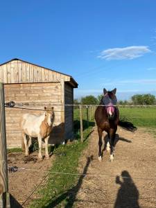 Pension chevaux 