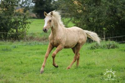 Poulain palomino oc