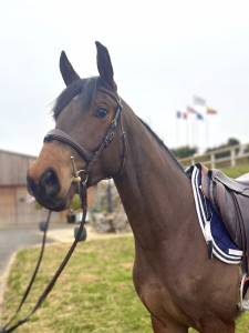 Petit cheval de loisir à vendre