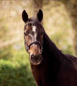 à vendre: jument - 5 ans - 1,65m - selle français 
