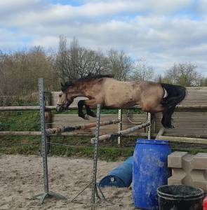 Poney c