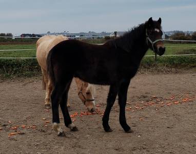 Poulain 1an