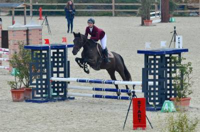 Poney/ petit cheval de sang belge