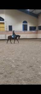 Jument de 4 ans anglo 