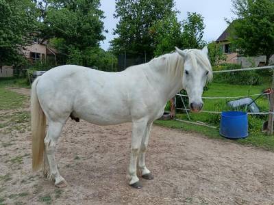 Hongre camargue parfait pour compagnie et tap