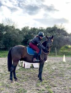 Cheval de loisir hongre oc qui prend 5 ans