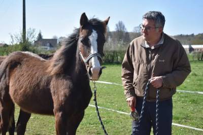 Poulain cheval paint horse