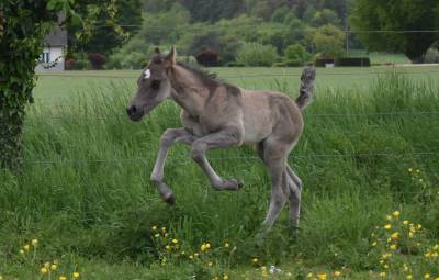 Poulain cheval paint horse grullo