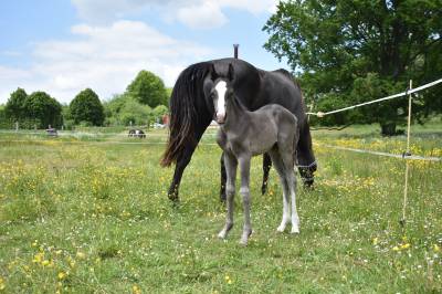 Poulain cheval paint horse