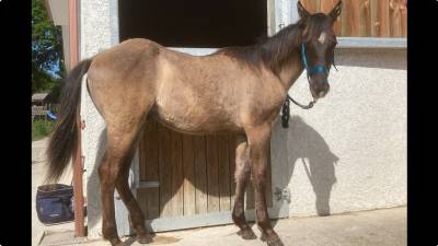 Poulain quarter horse