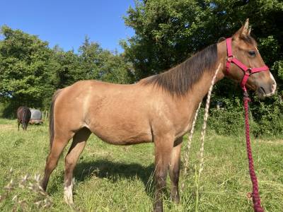 Pouliche quarter horse