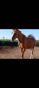 Gentil poney 3ans