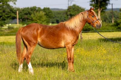 PONEY DE SPORT 2 ANS