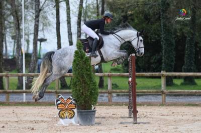 Jackpot des dunes hongre de 6 ans par malito de rêve 