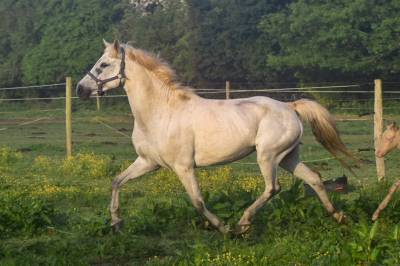 Pouliniere poney taille D 