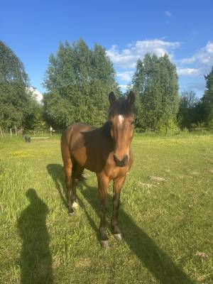 Trotteur 8 ans