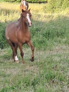 Ponette futur b 2 ans 